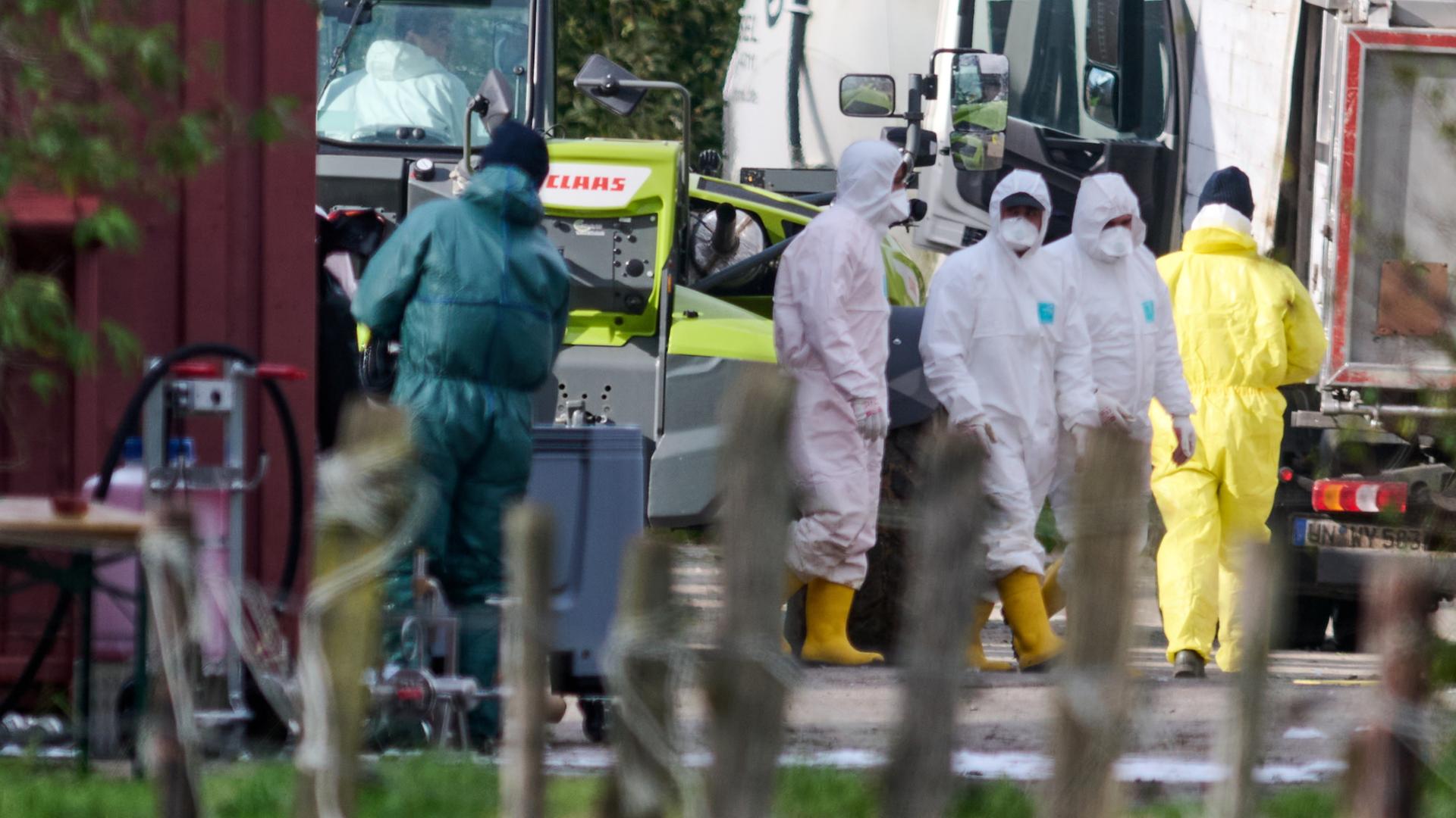 Arbeiter in Overalls und Gummistiefeln gehen über das Gelände eines landwirtschaftlichen Betriebs in Rees, Nordrhein-Westfalen. | dpa