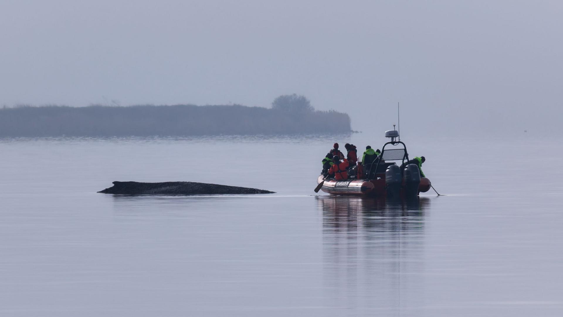 Ein Greenpeace-Boot nÃ¤hert sich einem Buckelwal vor der Insel Poel. | Marcus Golejewski/dpa
