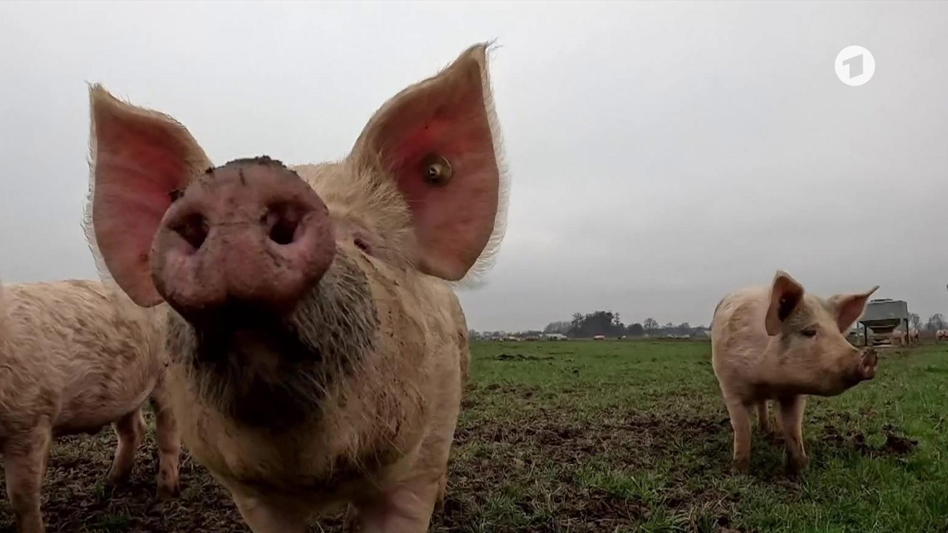 Sendungsbild | ARD-aktuell