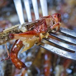 Eine Karamell-Heuschrecke wird von einer Gabel aufgespießt.