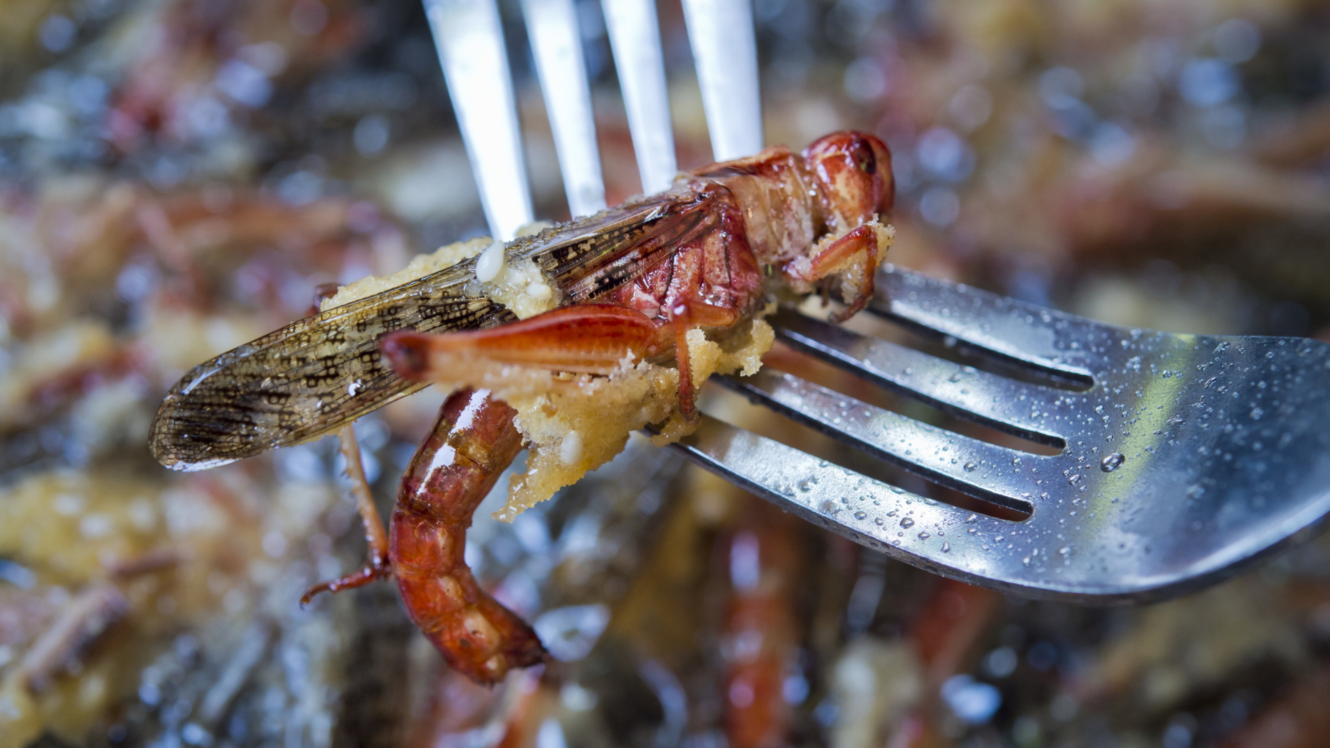 Eine Karamell-Heuschrecke wird von einer Gabel aufgespießt.