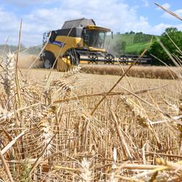 Ein Mähdrescher fährt über ein Getreidefeld in Eberstadt in Baden-Württemberg. Im Führerhaus sitzen der Chef des Bauernverbands und Cem Özdemir, was aber nicht direkt zu sehen ist.