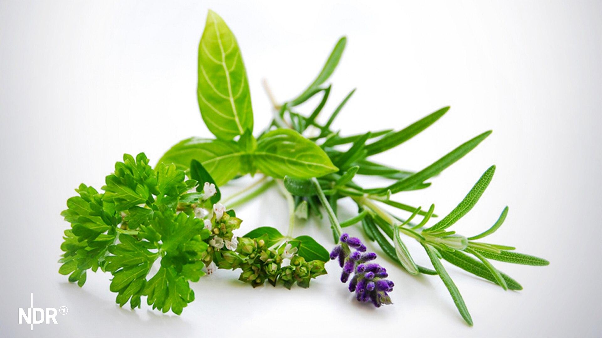 MecklenburgVorpommern Kräuterdrinks und Fruchtpüree BioBetriebe aus