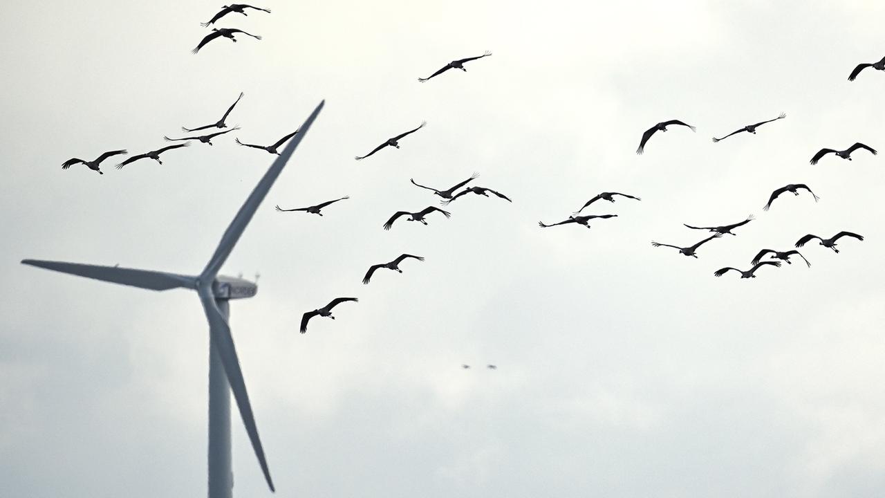 Erneuerbare Energien · Windkraft und Artenschutz - ein Widerspruch?