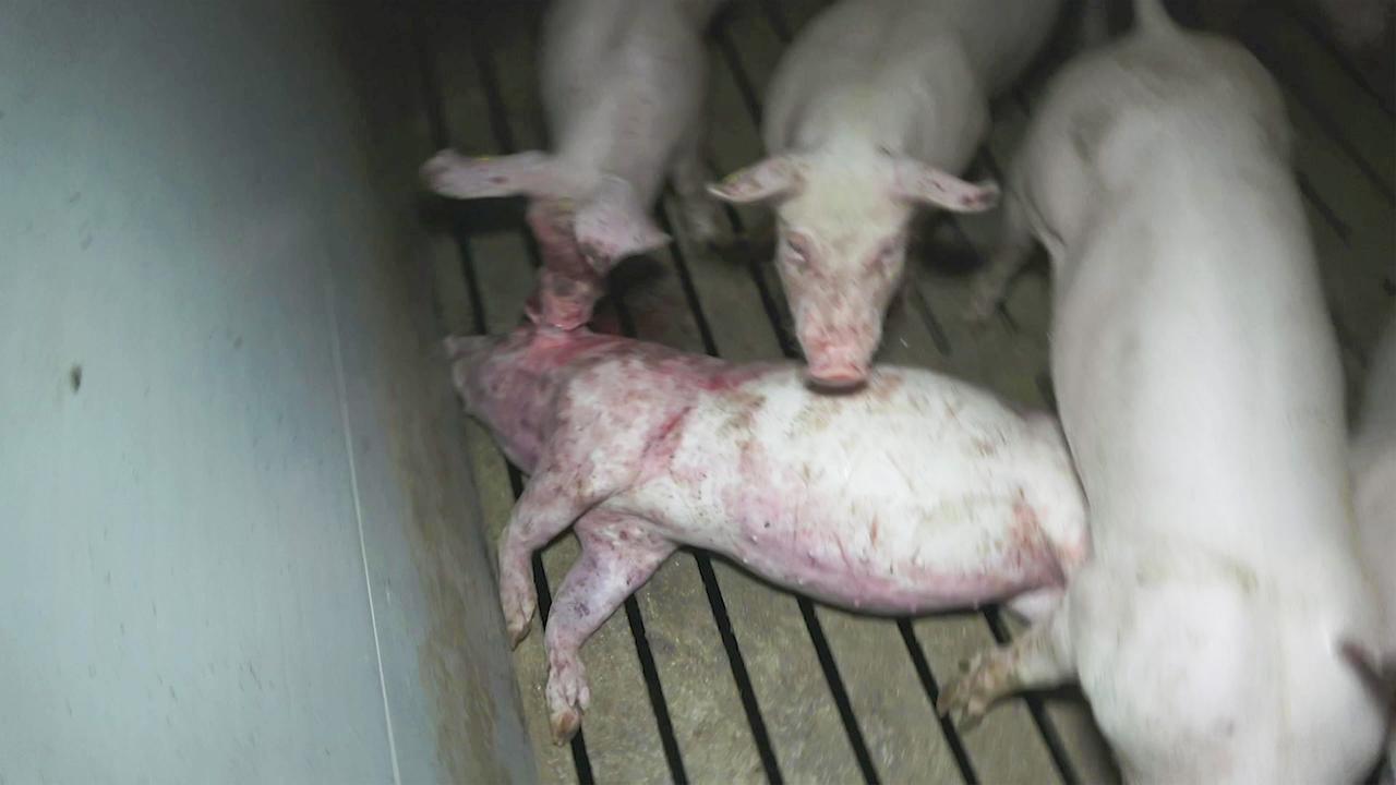 Totes Schwein am Boden