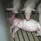 Totes Schwein am Boden