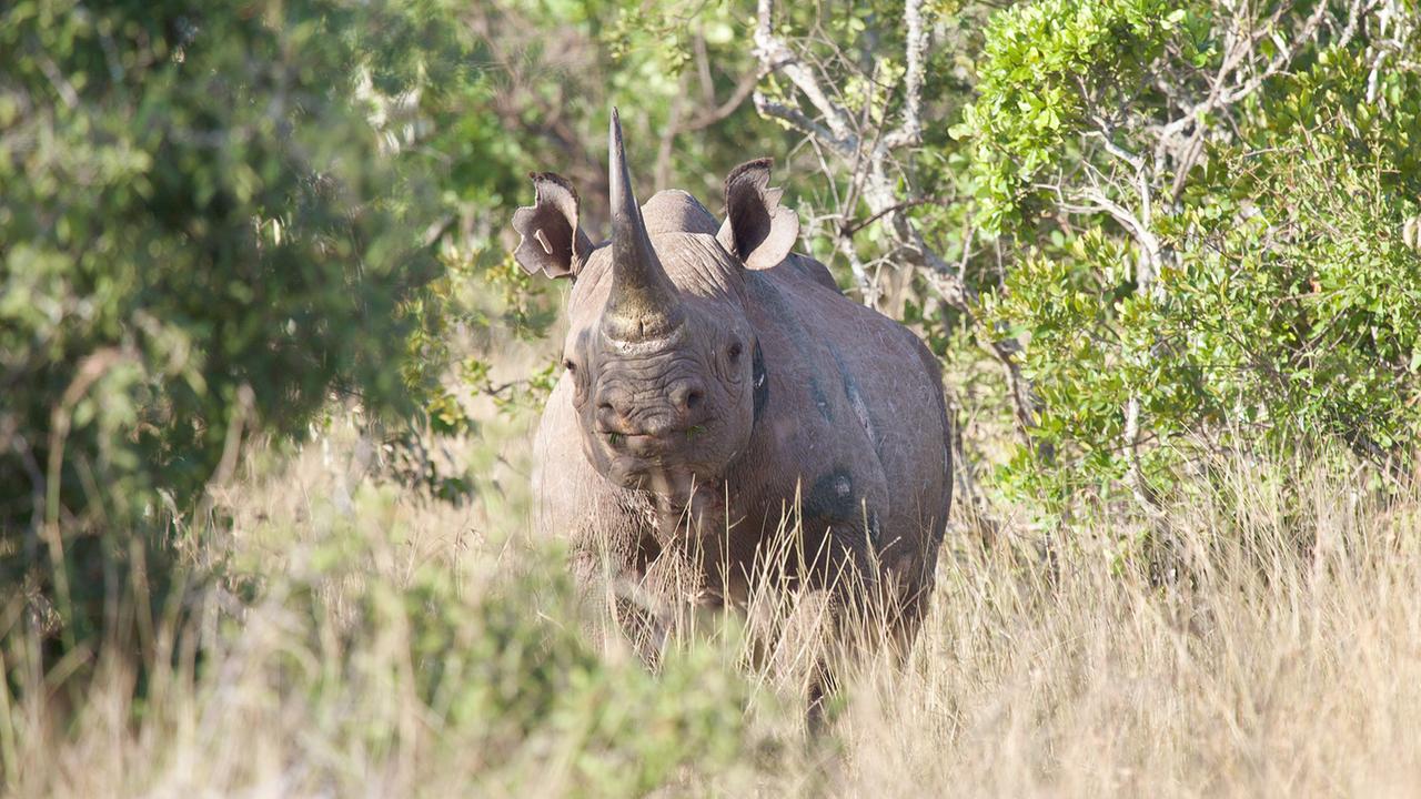 Artenschutzkonferenz in Nairobi: Die Rückkehr der Spitzmaulnashörner