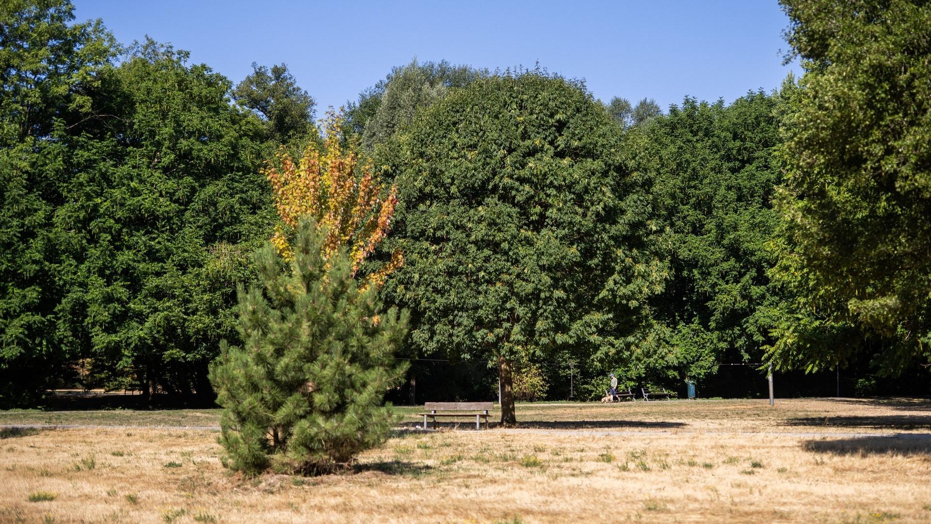 Das lange Gedächtnis der Natur: Wie Hitze und Trockenheit nachwirken