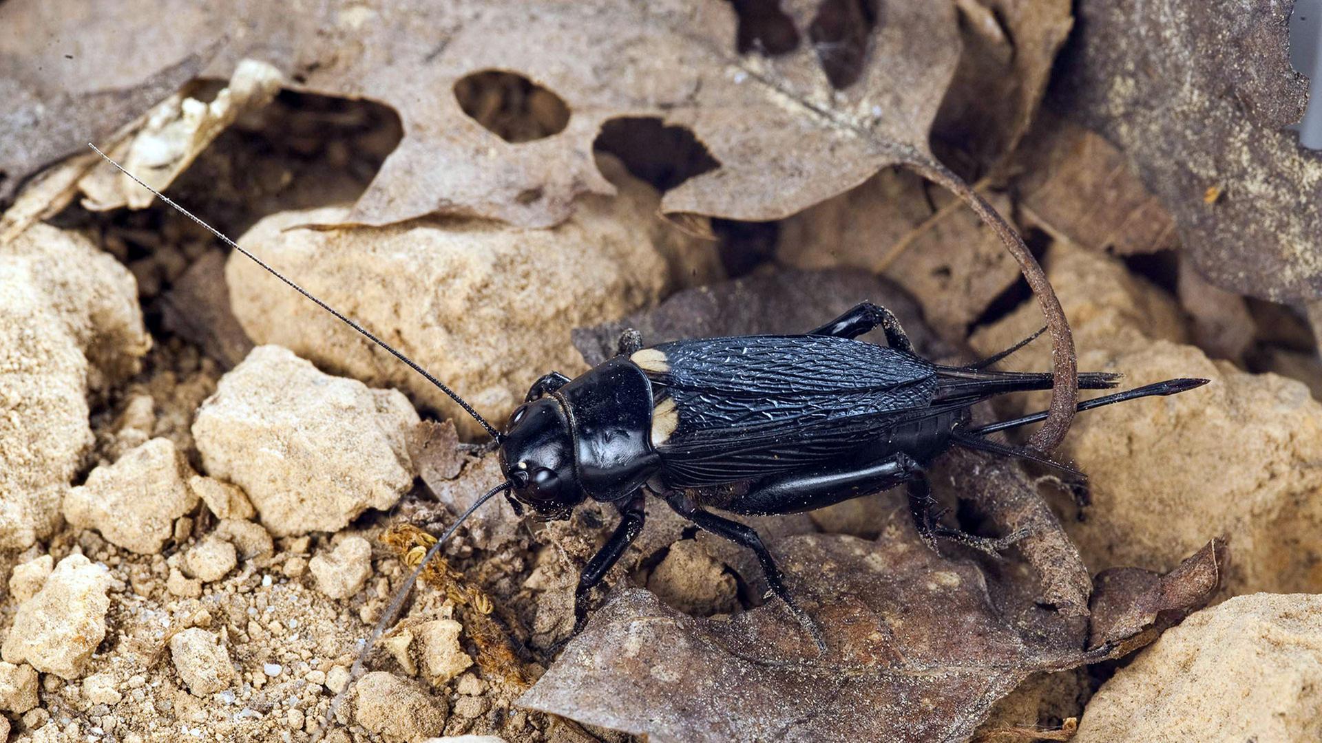 Die Mittelmeer-Feldgrille, Mittelmeergrille oder Zweifleckgrille (Gryllus bimaculatus) | IMAGO / imagebroker