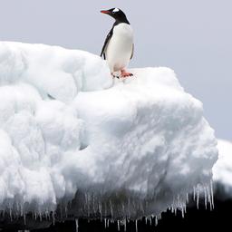 Eselspinguin auf Schnee