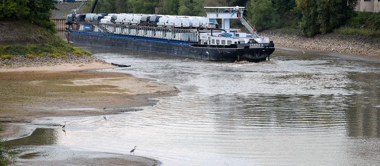 Frachtschiff mit Fahrzeugen, fährt sich bei Niedrigwasser des Rheins fest.