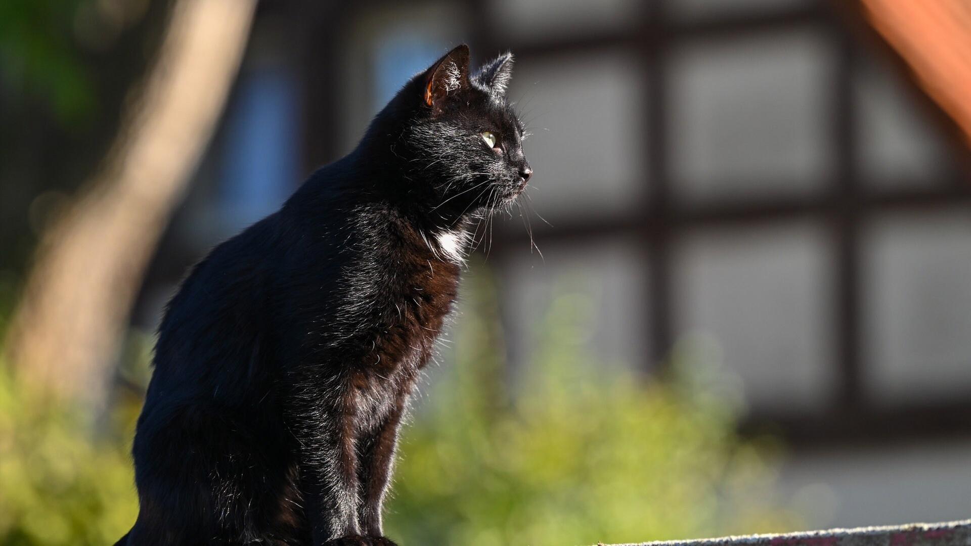 Schwarze Katze erhängt aufgefunden - Tierschützer warnen, Leichenteile in Rhein bei Bad Säckingen gefunden, Explosion in Mannheimer Café: Neue Details