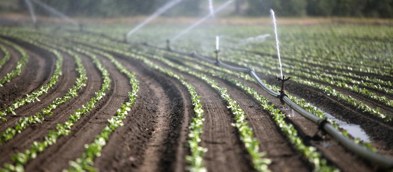 Se riega un campo de hortalizas. 