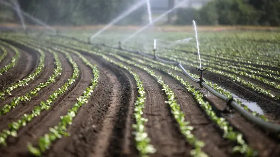 Kühe auf Klimadiät: Dänemarks Weg zu einer besseren Landwirtschaft