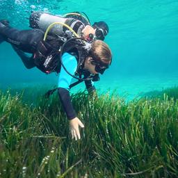 Posidonia-Seegras rund um Formentera