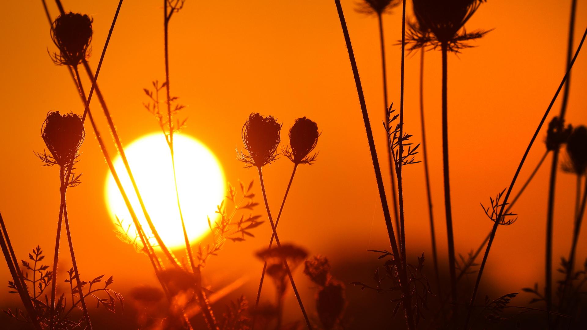 Die Sonne geht am Morgen hinter Wilden Möhren auf. | dpa