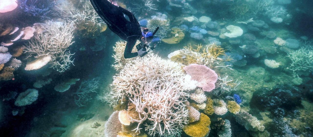 Eine Taucherin dokumentiert Fälle von Korallenbleiche im Great Barrier Reef vor der Ostküste Australiens.
