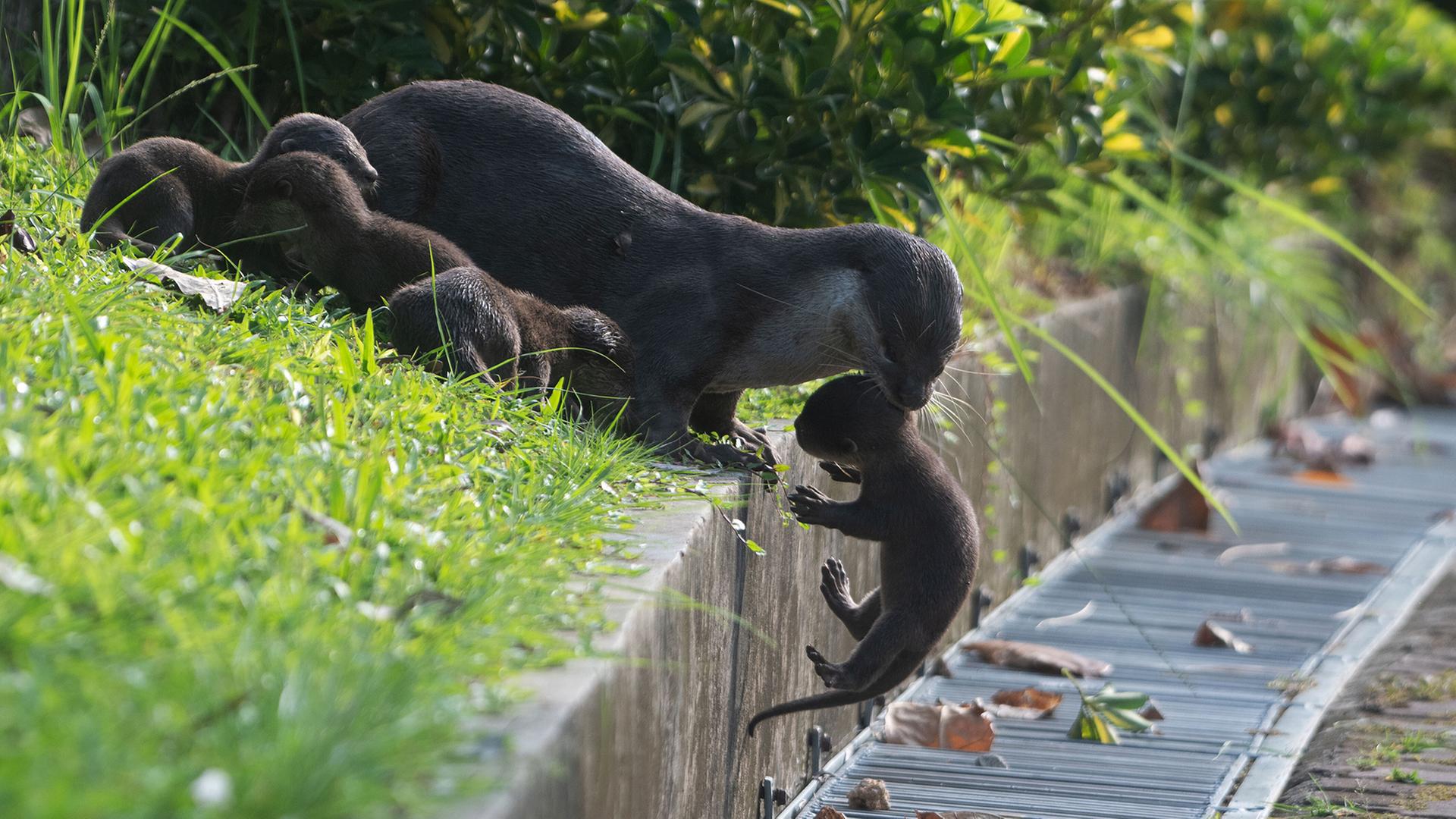 Ein ausgewachsener Glattmantelotter der Bishan Familie hebt ein Jungtier im Kallang-Becken in Singapur eine Steinkante hoch. | picture alliance/dpa/XinHua