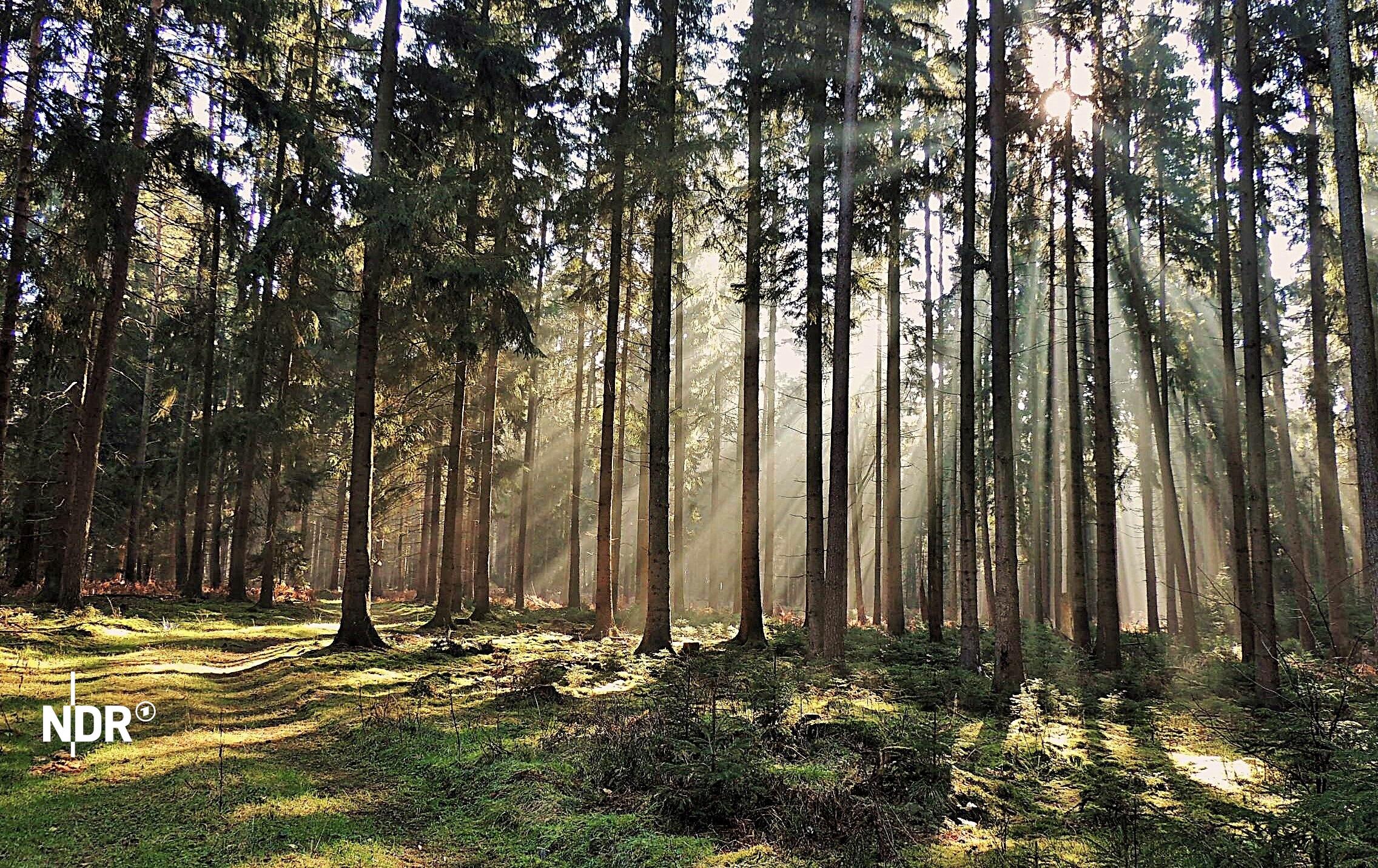 Der Tessiner Stadtwald soll für 60.000 Euro aufgeforstet werden. (Themenbild) | NDR Die Sonne schneint zwischen den Bäumen in einem Wald in Betzendorf.