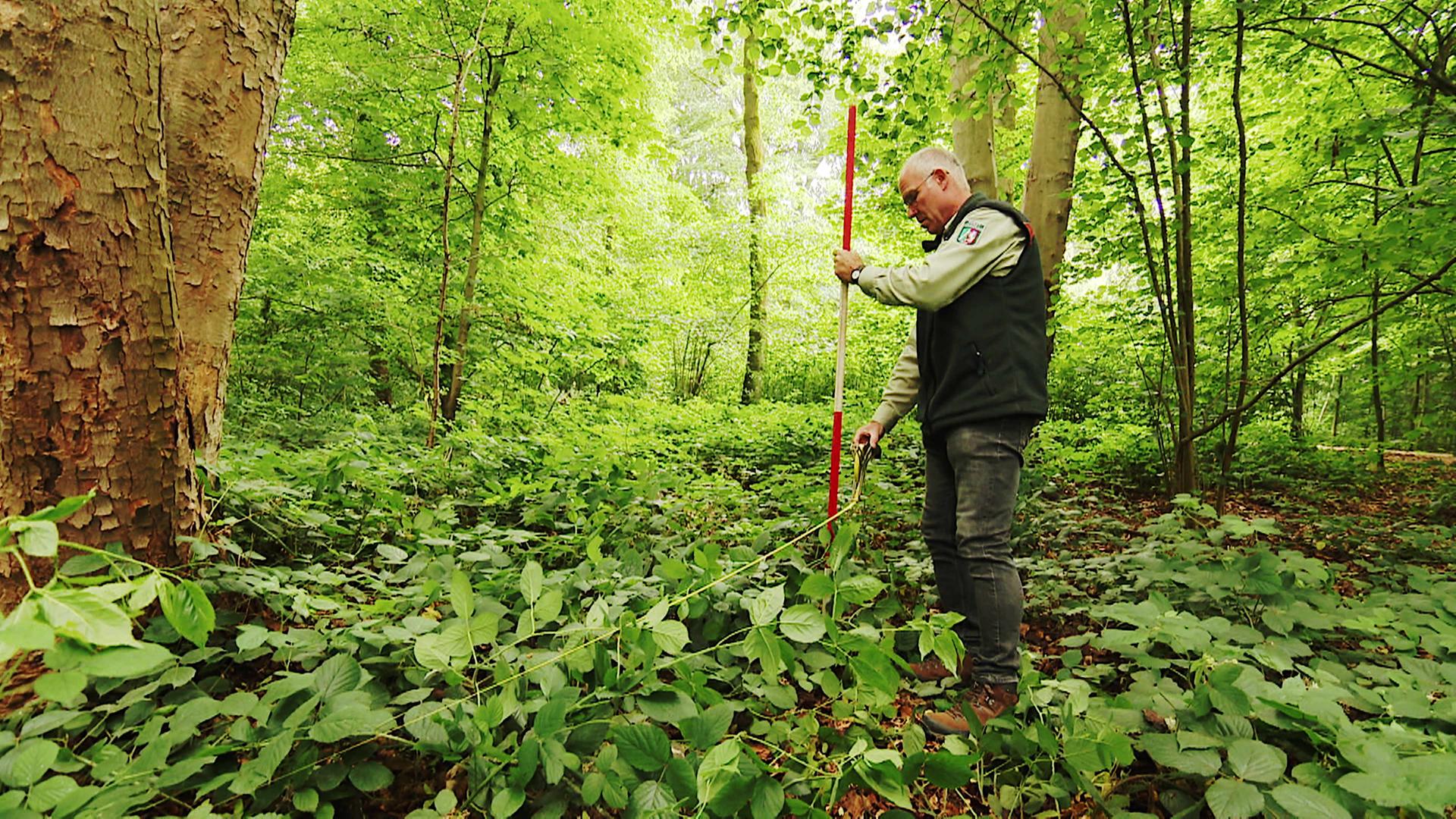 CO2-Pipeline durch das Ruhrgebiet: Muss Wald in Duisburg gerodet werden?