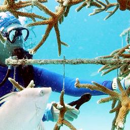 Roxane erntet Korallen