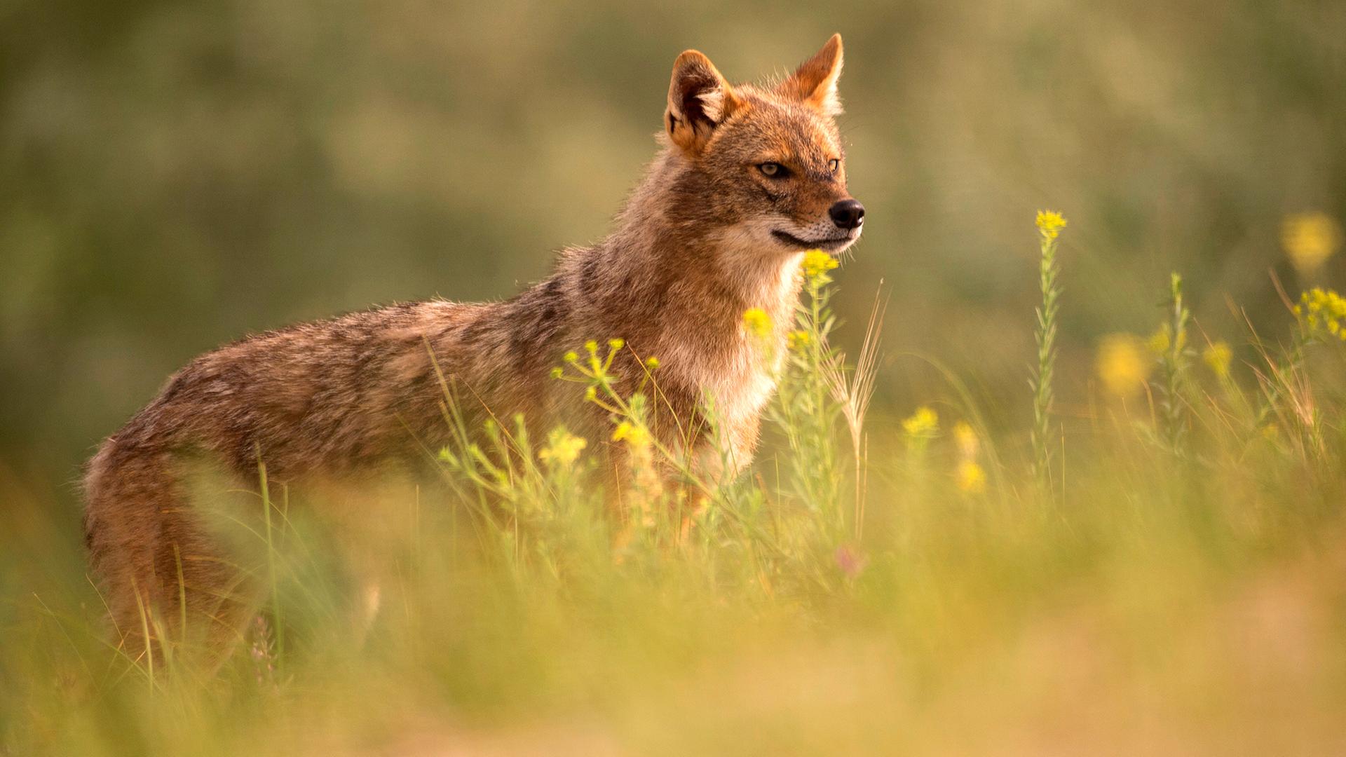 Ein Goldschakal steht in der Natur. | picture alliance/dpa/Agentur Blickwinkel/Nabu