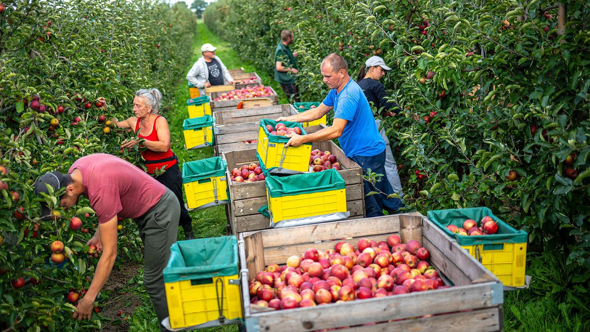 Obstbetriebe erwarten überdurchschnittliche Apfelernte