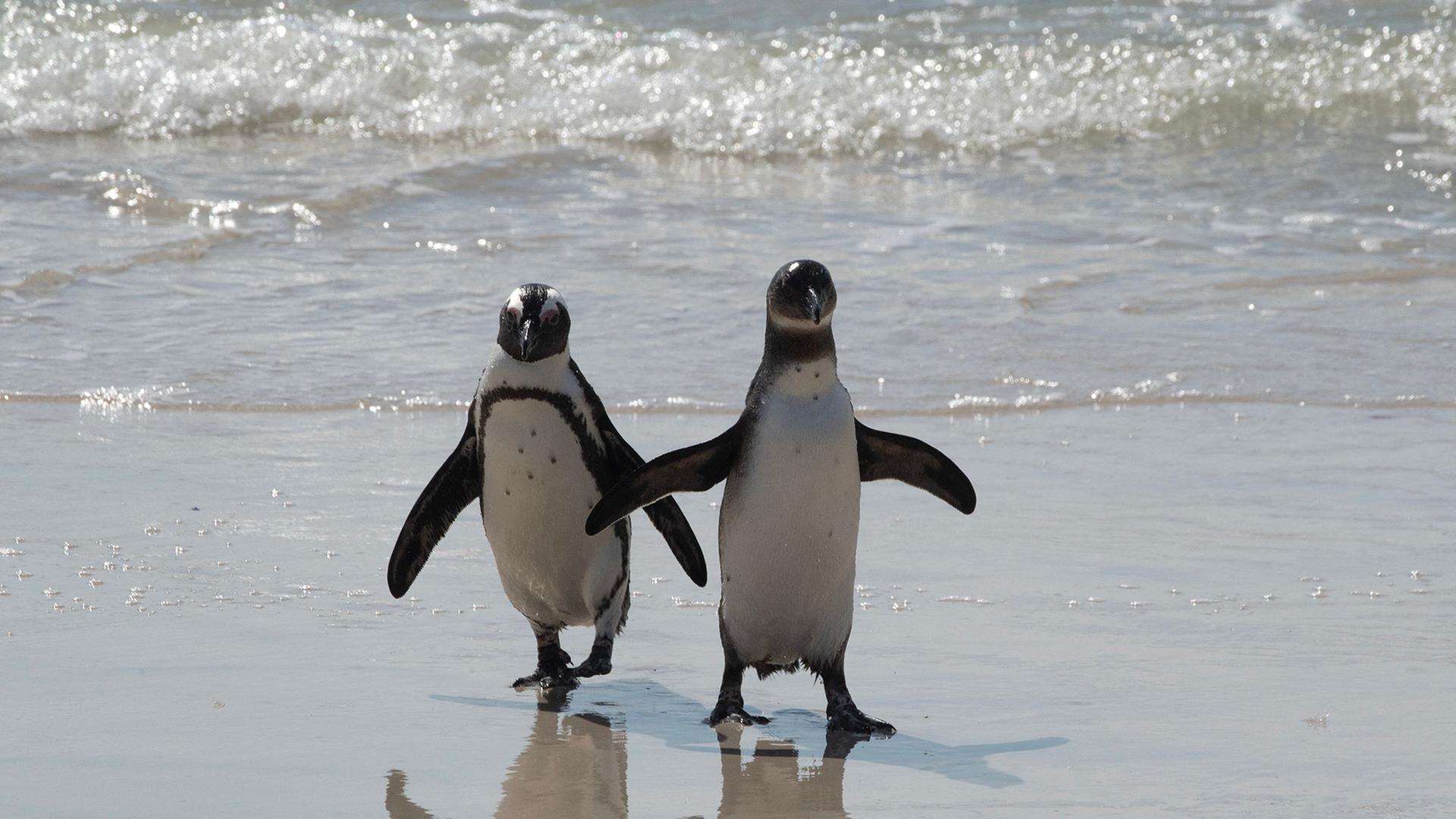 2 Pinguine am Strand der Boulder Pinguinkolonie in der NÃ¤he von Kapstadt. | AFP