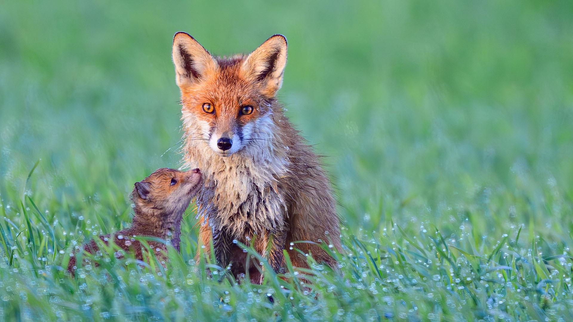 Ein weiblicher Fuchs (FÃ¤he) ist am frÃ¼hen Morgen auf einem Feld im brandenburgischen Reitwein mit einem Welpen zu sehen. | Patrick Pleul/dpa