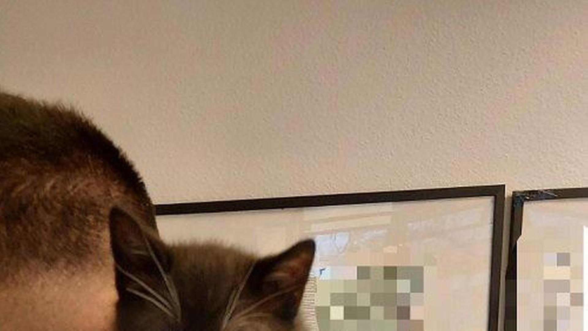 Einsatz am Hauptbahnhof Bielefeld: Mann will Katzenbabys für Döner oder 20 Euro am Bahnhof verkaufen