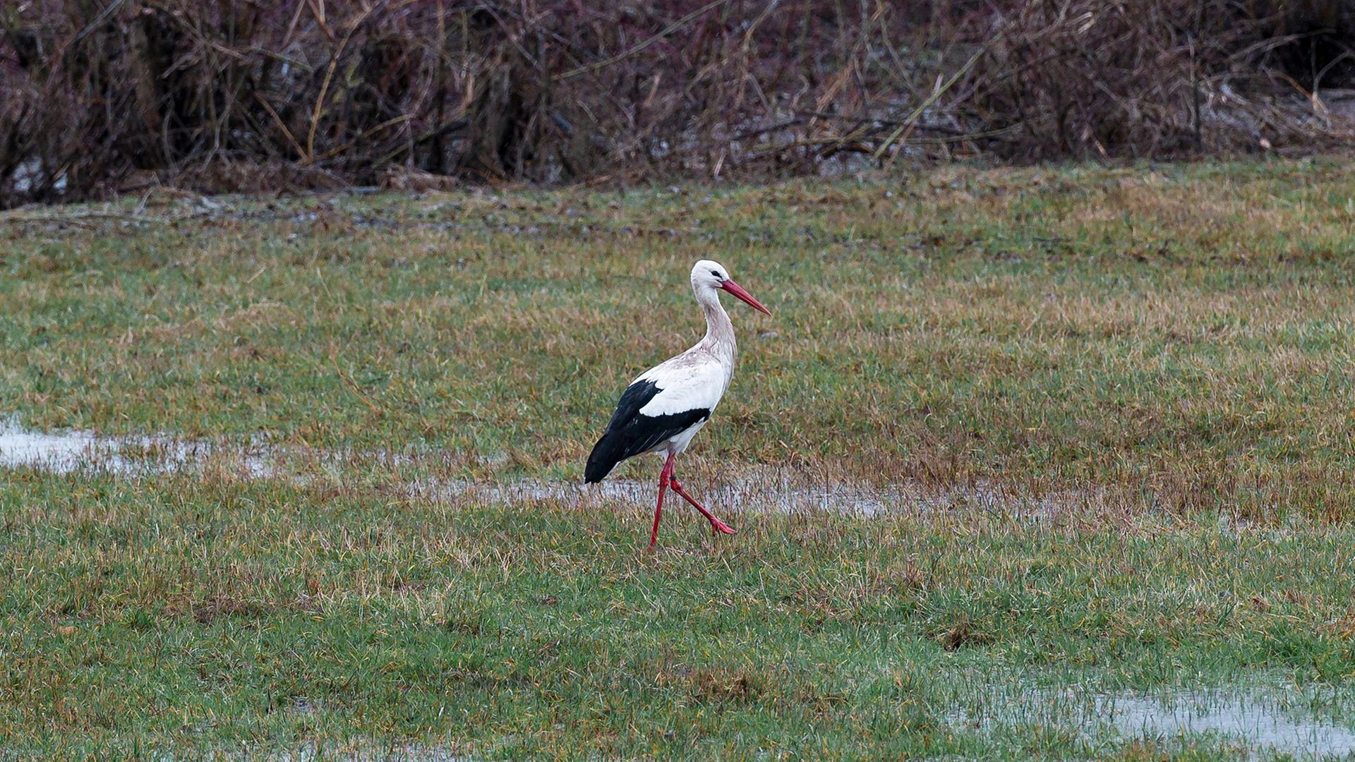 Ein Storch geht Ã¼ber ein Ã¼berschwemmtes Feld. | Daniel Vogl/dpa