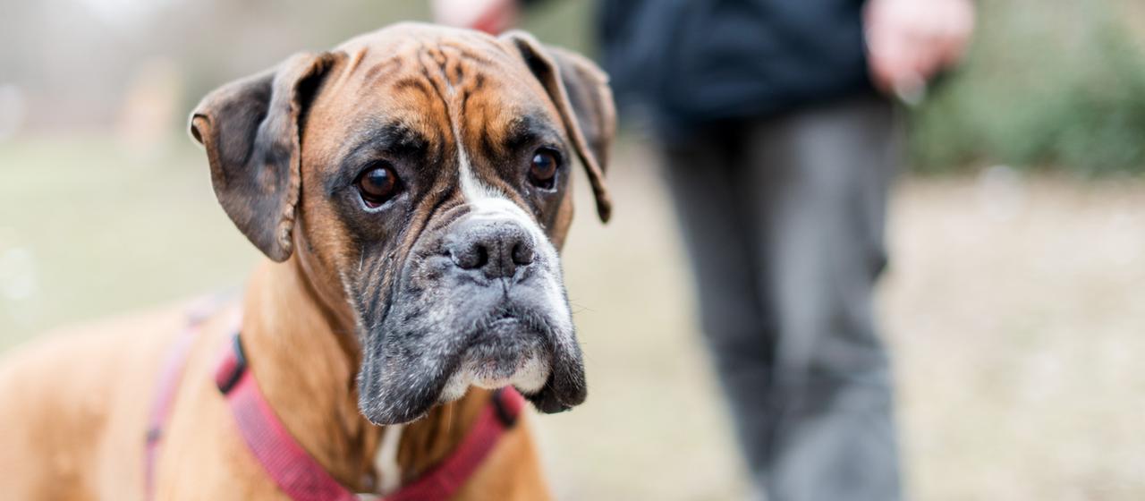 Ein Boxer steht auf einer Wiese | dpa Ein Boxer steht auf einer Wiese