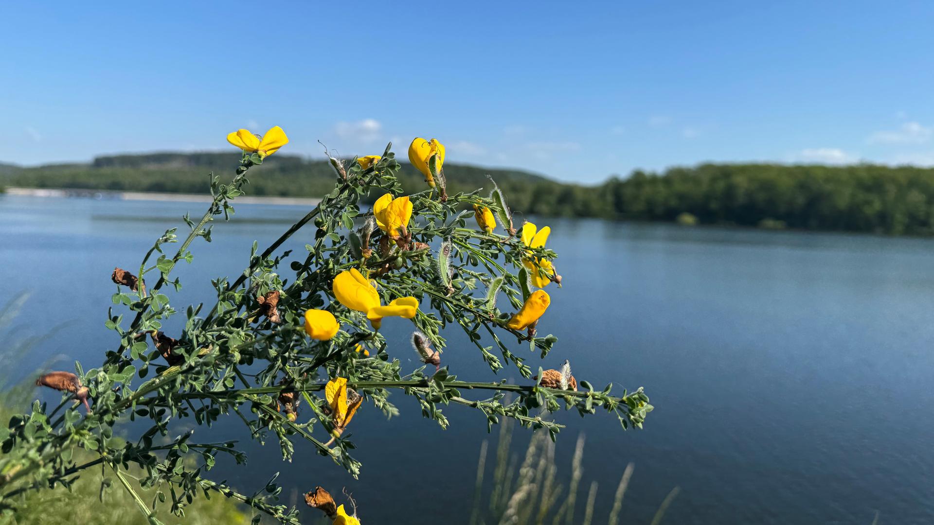 Leuchtendes Gelb: Ginster blüht und färbt das Sauerland