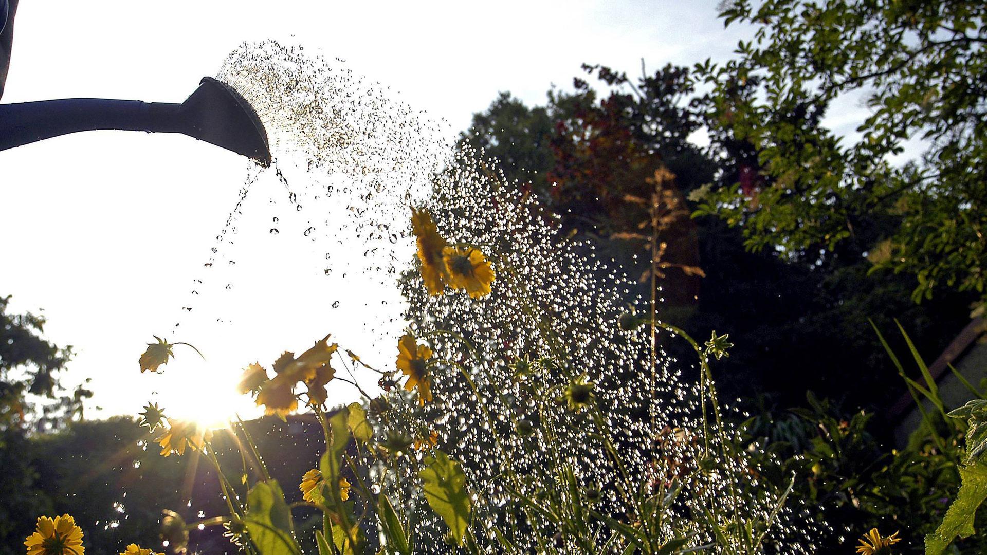1.000 Euro Bußgeld fürs Blumengießen