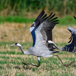 Kraniche starten am frühen Morgen von einem Feld in Brandenburg.