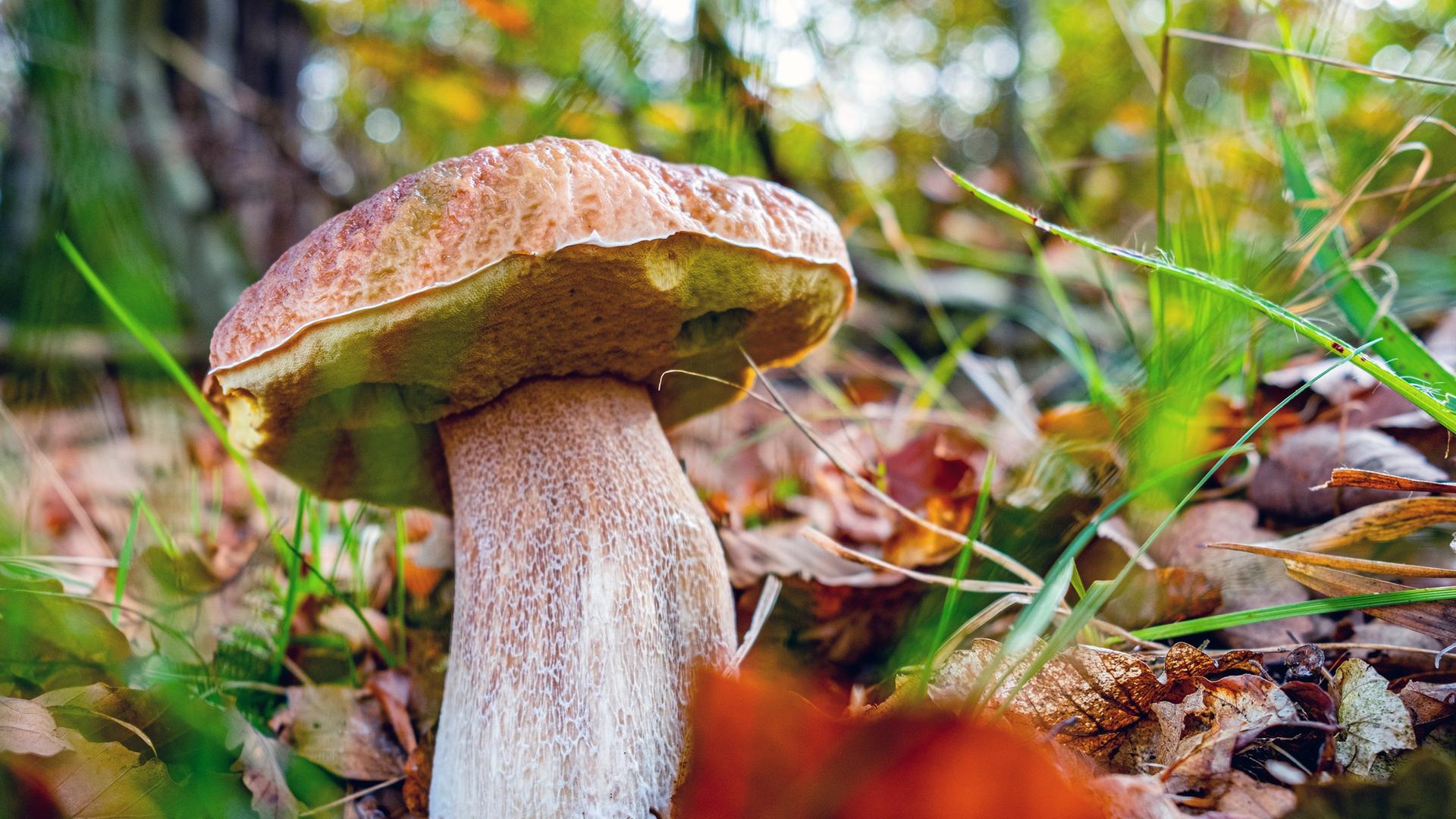 Hitzewellen: Pfifferlinge und Steinpilze in Hessen kaum gewachsen