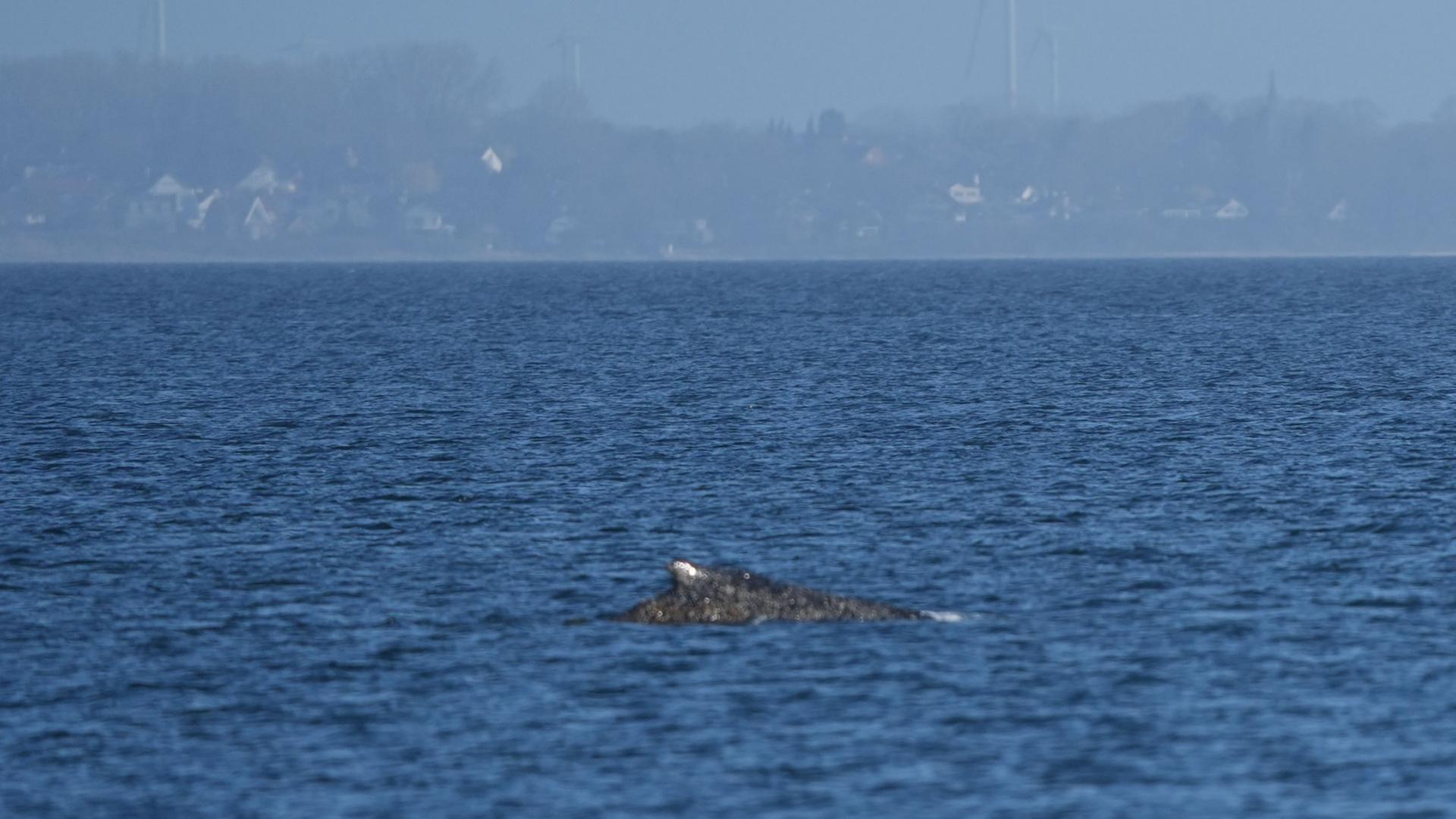 Ein Buckelwal schwimmt in der Ostsee. | Marcus Brandt/dpa