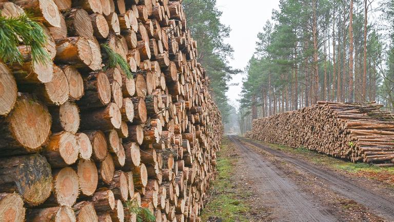 Holzstämme im brandenburgischen Lübben.