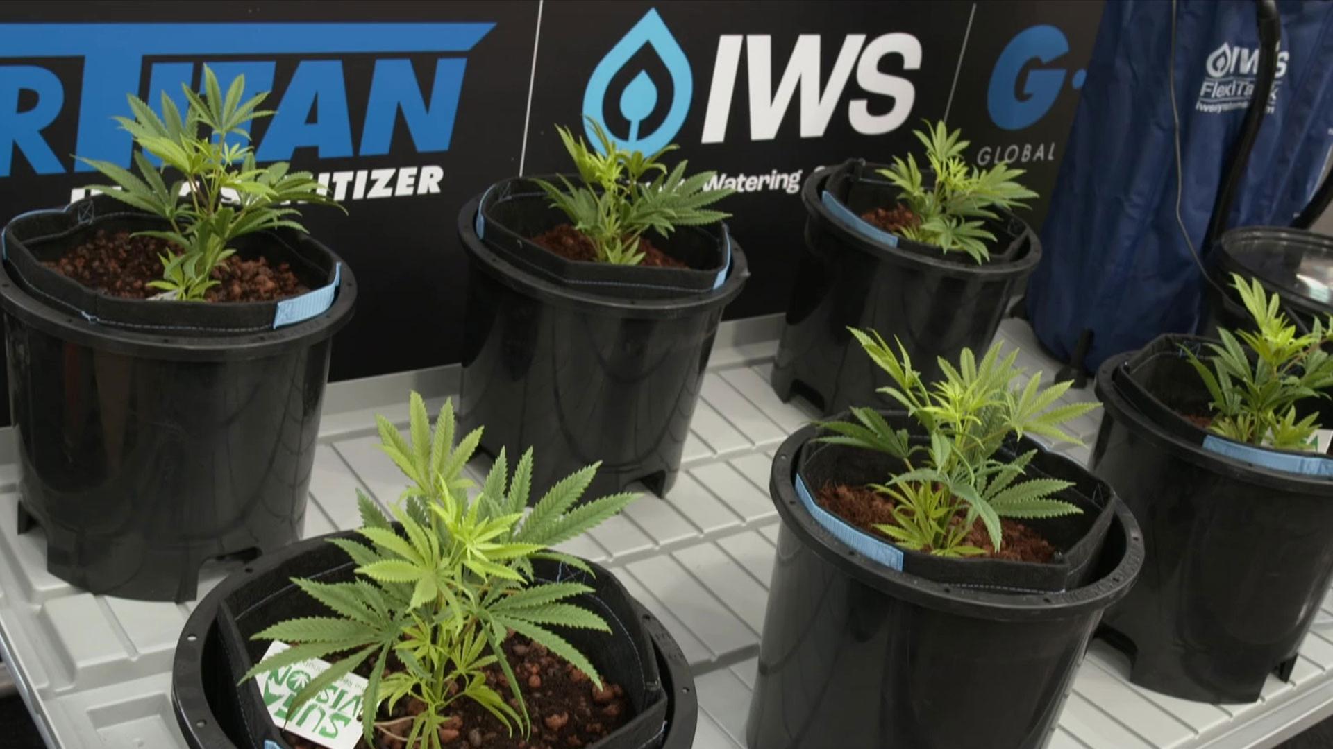 Cannabis Messe "Cannafair" startet in Düsseldorf