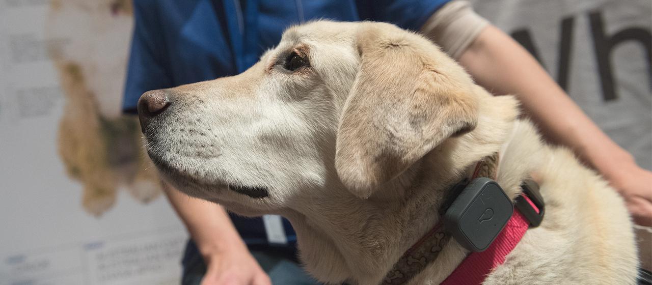 Ein Hund trägt einen GPS-Tracker am Hals. | picture alliance / dpa Themendie Ein Hund trägt einen GPS-Tracker am Hals.
