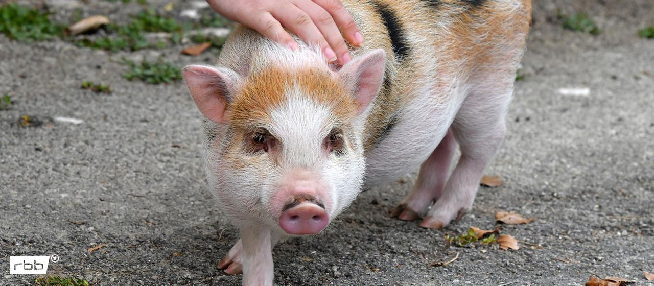 Ein Hängebauchschwein, fotografiert in Österreich (Quelle: IMAGO/Panthermedia)