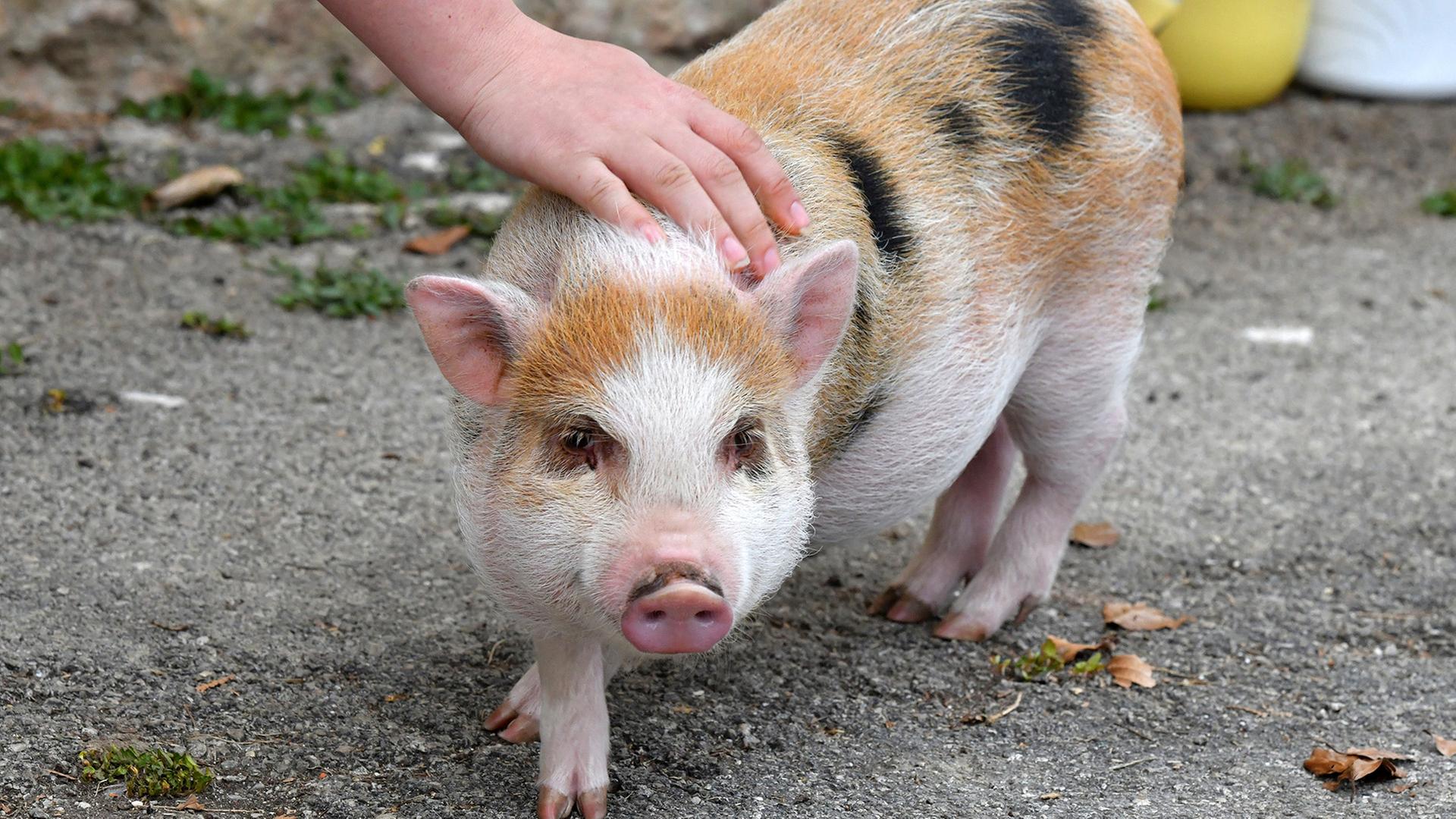Berlin: Gericht verbietet Schweinehaltung im vierten Stock