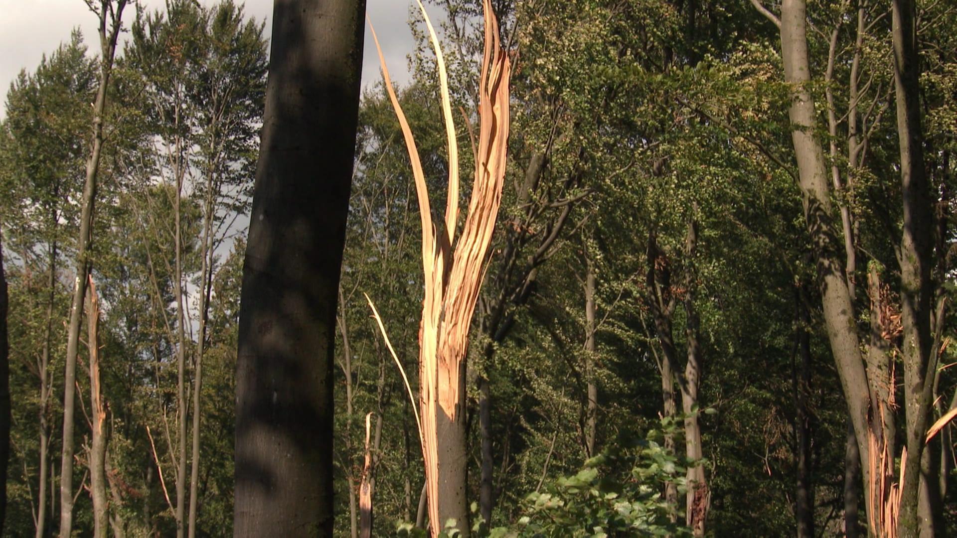 Nach Tornado in Höhr-Grenzhausen: Waldarbeiten werden noch Monate dauern