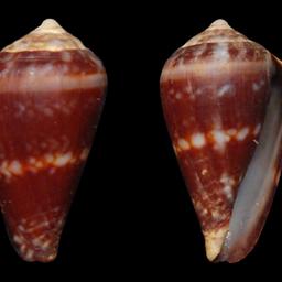 Kegelschnecke Conus lugubris