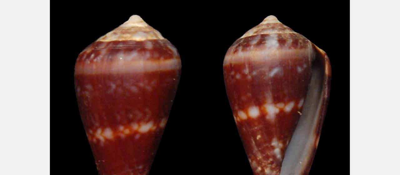 Kegelschnecke Conus lugubris