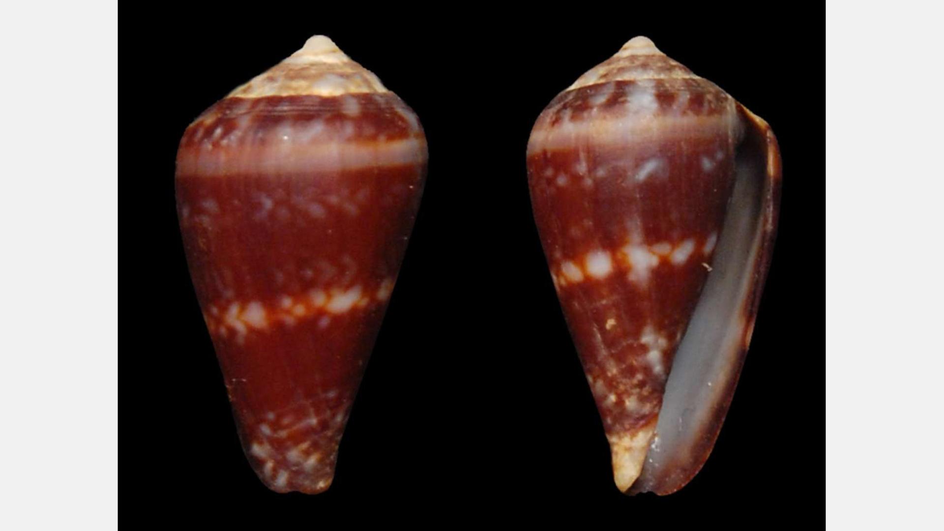 Kegelschnecke Conus lugubris | MJ Tenorio