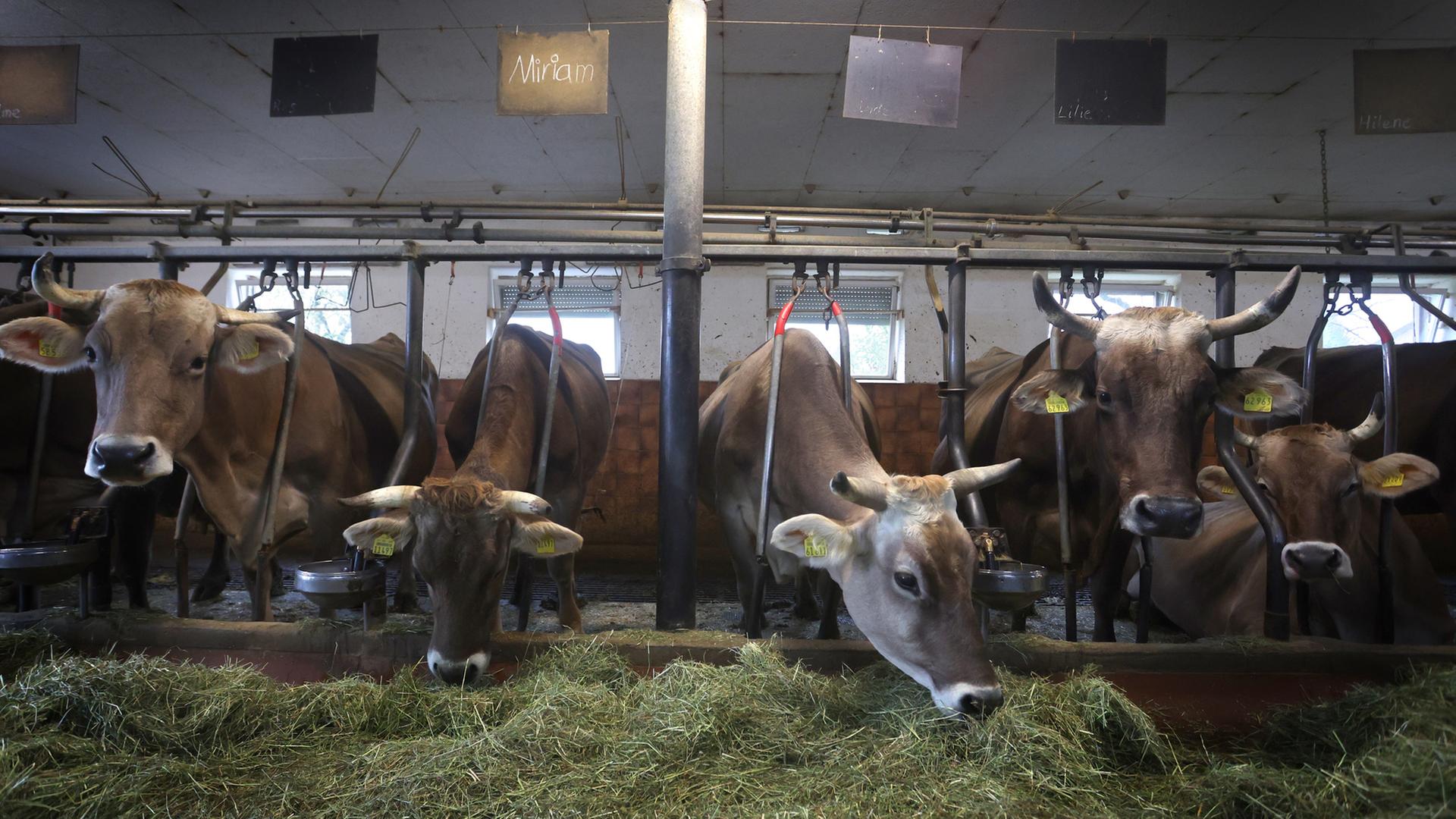 Kühe fressen auf einem Bauernhof in einem Stall für Anbindehaltung frisches Heu.  | dpa