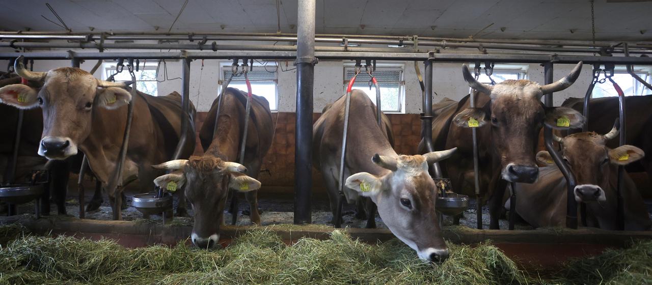 Kühe fressen auf einem Bauernhof in einem Stall für Anbindehaltung frisches Heu. 