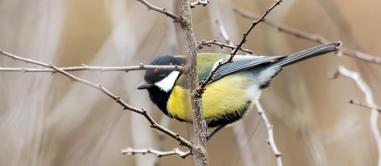Eine Kohlmeise hält sich am Zweig eines kahlen Strauches fest.