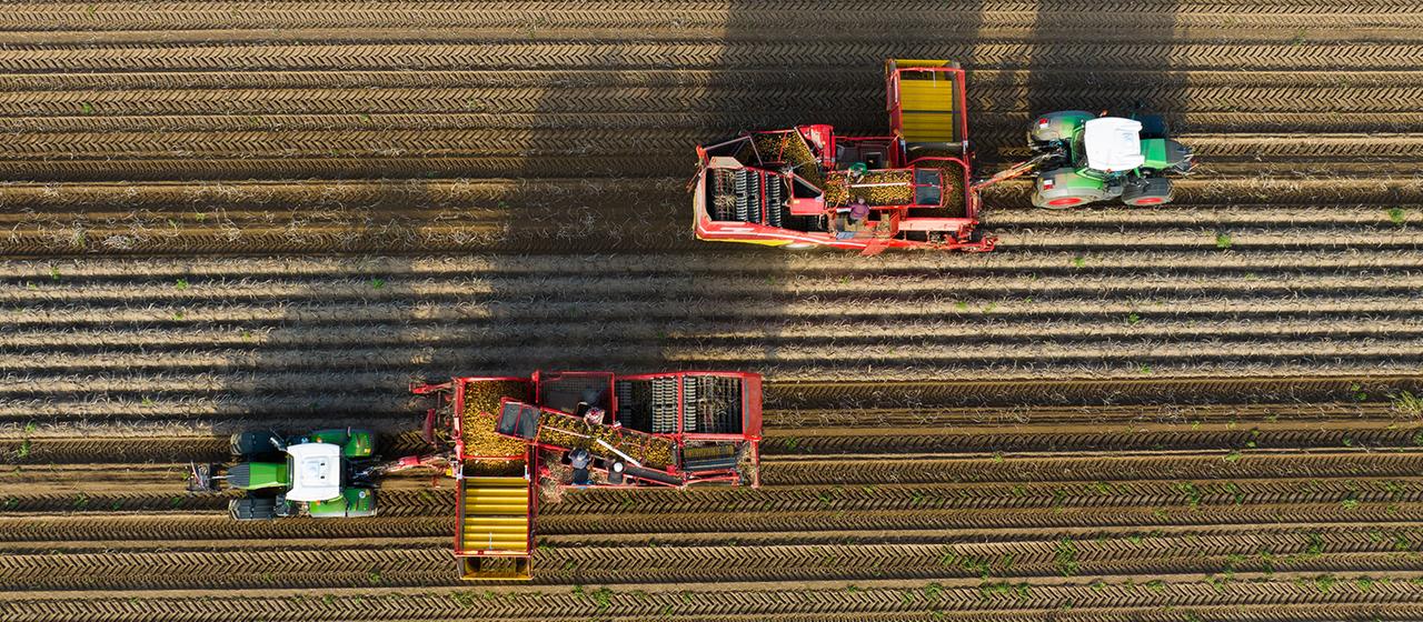 Landwirte ernten mit Rodern Kartoffeln auf einem Feld. | dpa Landwirte ernten mit Rodern Kartoffeln auf einem Feld.